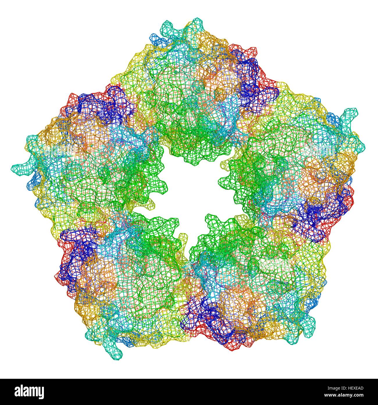 C - reaktives Protein, Molekülmodell. Das Protein besteht aus fünf Untereinheiten (Monomere) in Ring angeordnet. Die Sekundärstruktur des Proteins ist mit Beta-Blätter (Pfeile) Alpha-Helices (Spiralen) verbunden durch die Verknüpfung von Regionen gezeigt. C - reaktives Protein (CRP) ist Blutplasma Protein von Leber produziert. Es ist akute-Phase-Protein, eine deren Reaktion auf Entzündungen steigen. Es unterstützt die Bindung des Ergänzungs-Proteine zu ausländischen oder beschädigte Zellen, eine immunologische Reaktion, die Ziel-Zellen zerstört. Hohe Blutspiegel von CRP sind erhöhte Risiko von Herz-Kreislauferkrankungen Diabetes. Stockfoto