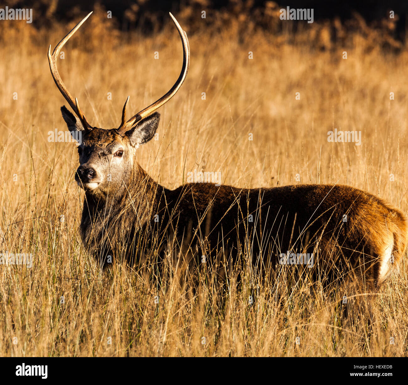 Ein Hirsch in Glen Etive in der Highland Region Schottlands. Stockfoto