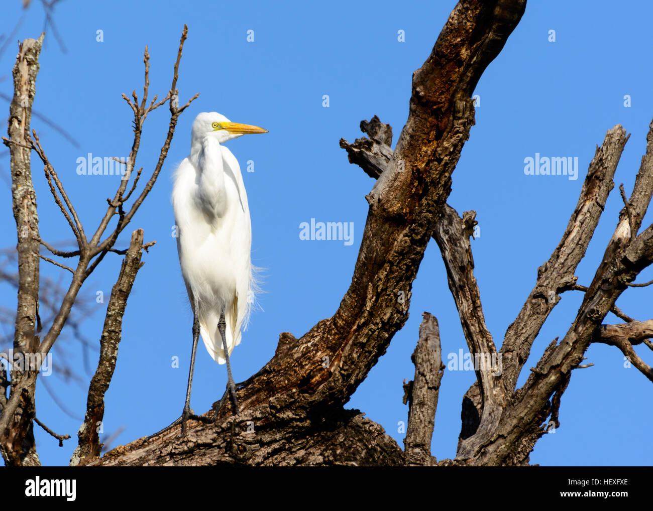 Silberreiher (Ardea Alba) stehend auf Ast. Snowy White Federn Kontrast gegen blauen Himmel Stockfoto