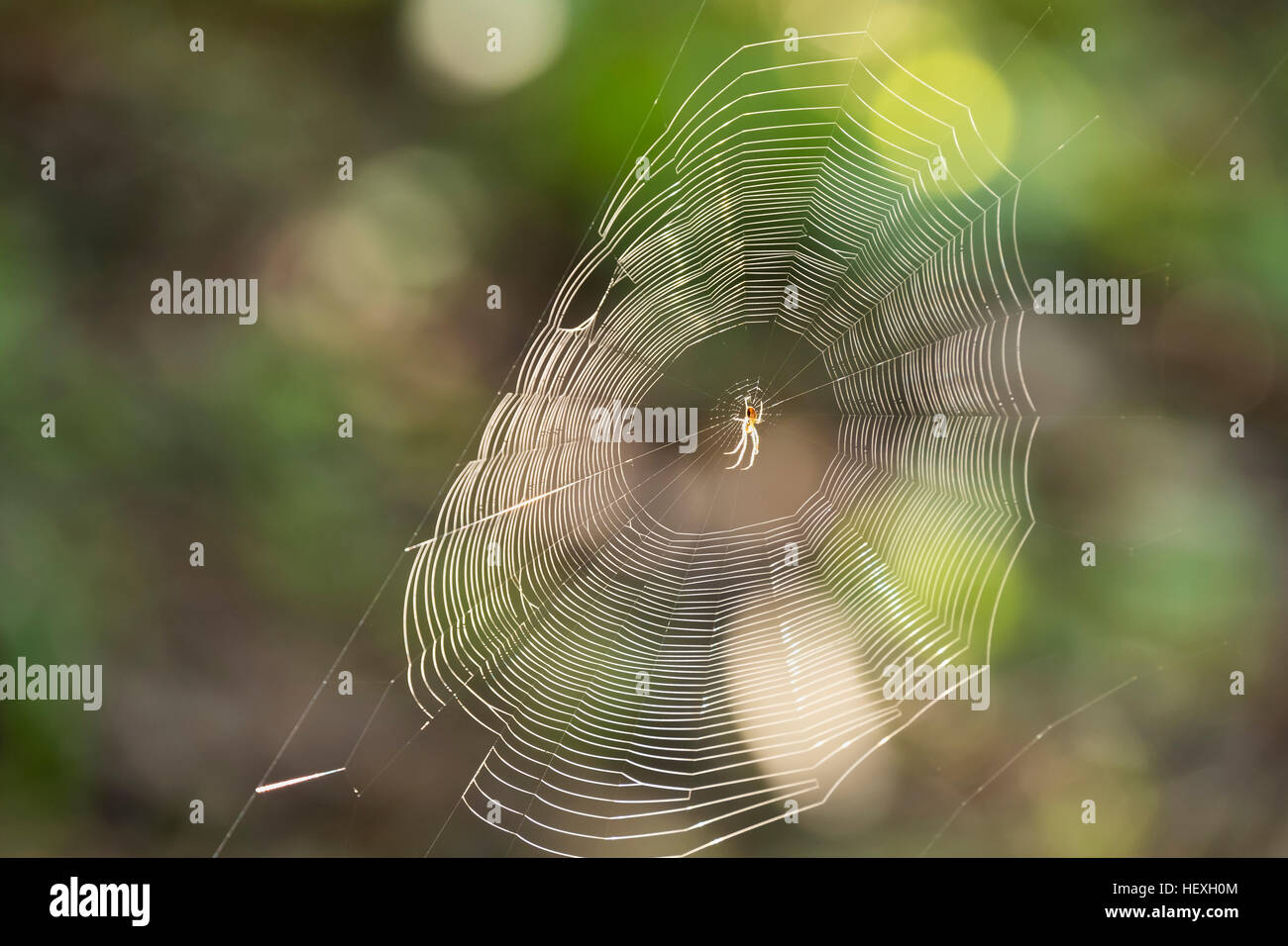 Spinne im Netz der Spinne zu überqueren Stockfoto