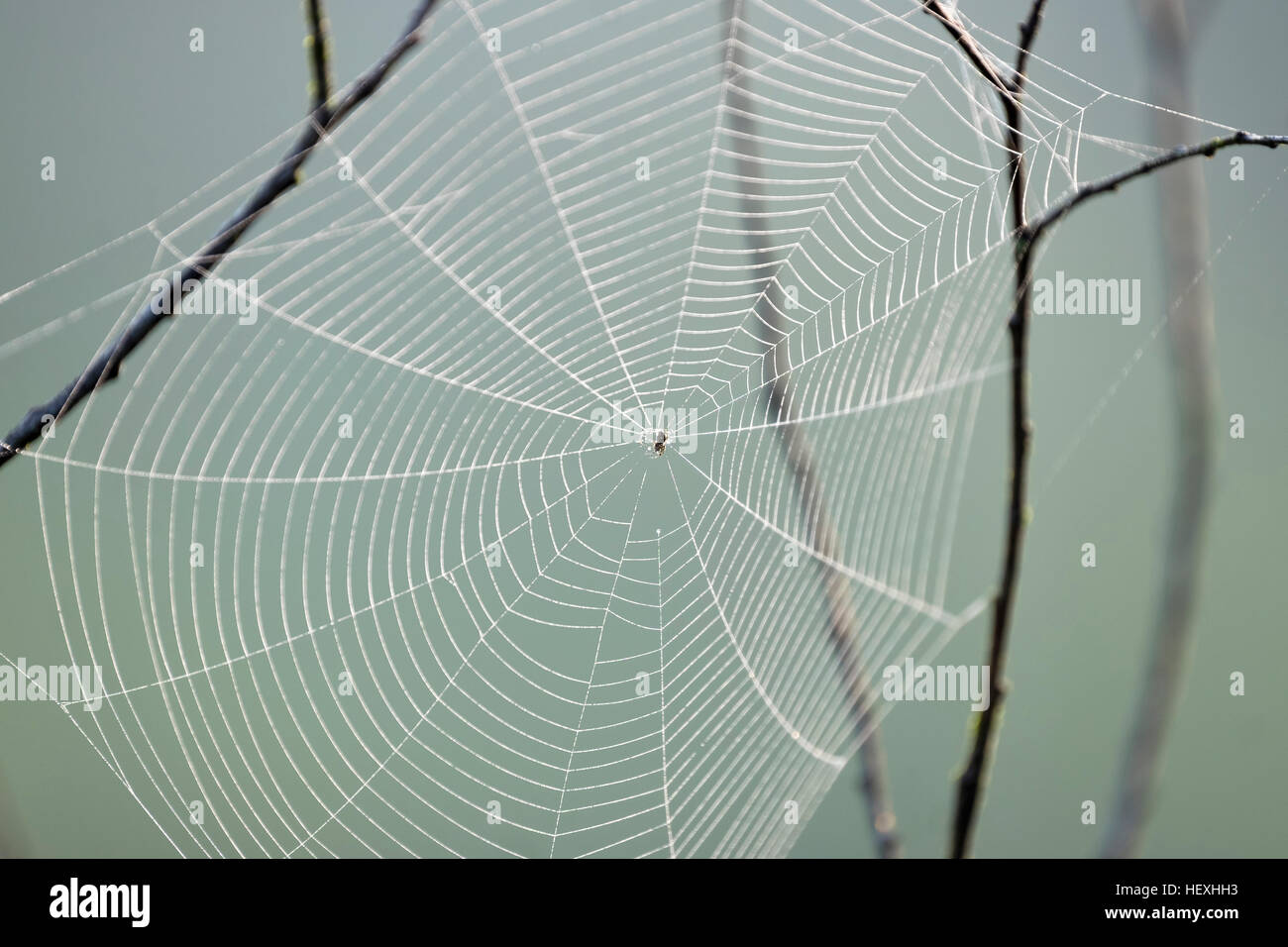 Spinne im Netz der Spinne zu überqueren Stockfoto