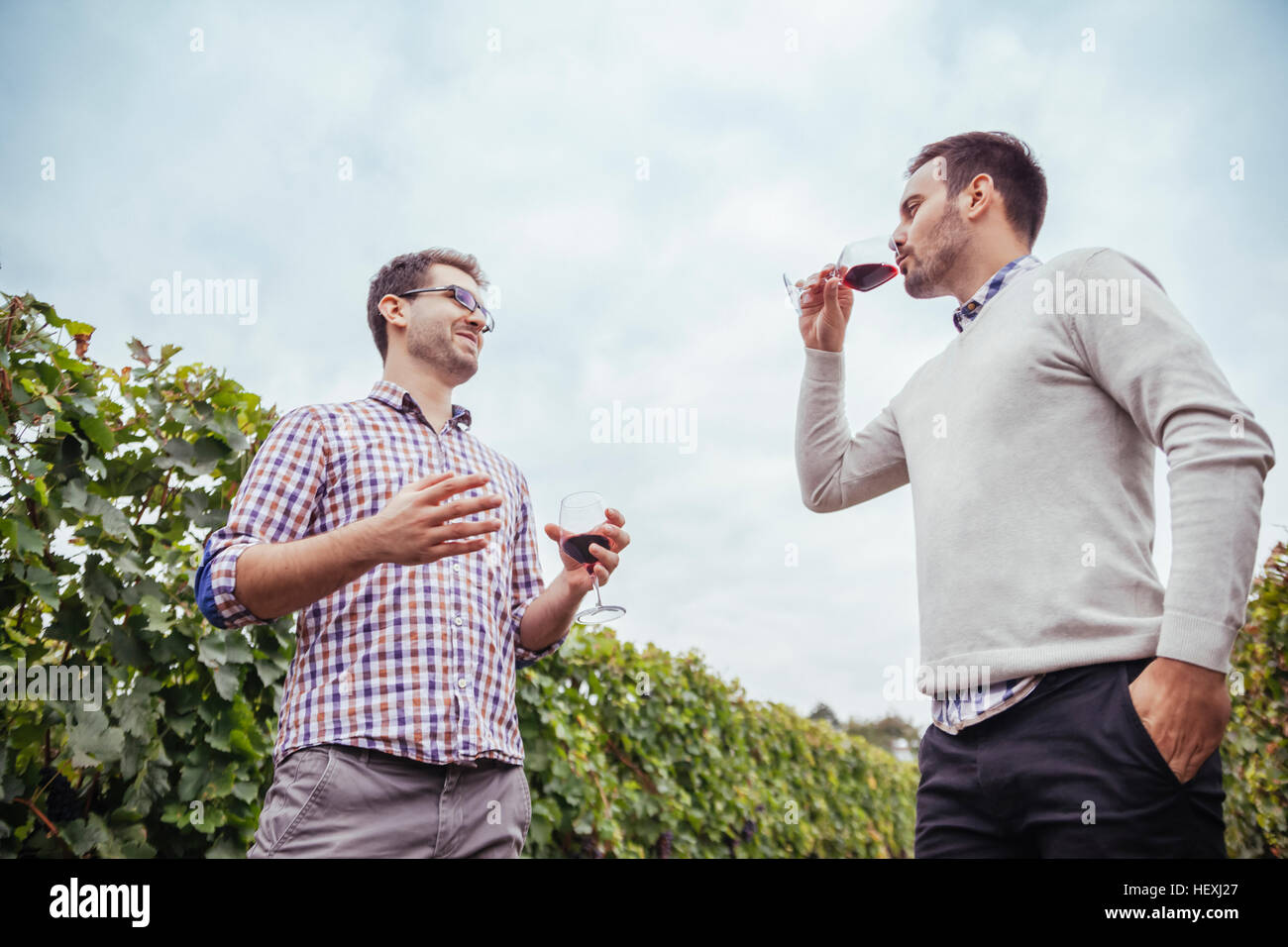 Zwei Männer in einem Weinberg, trinken Rotwein Stockfoto