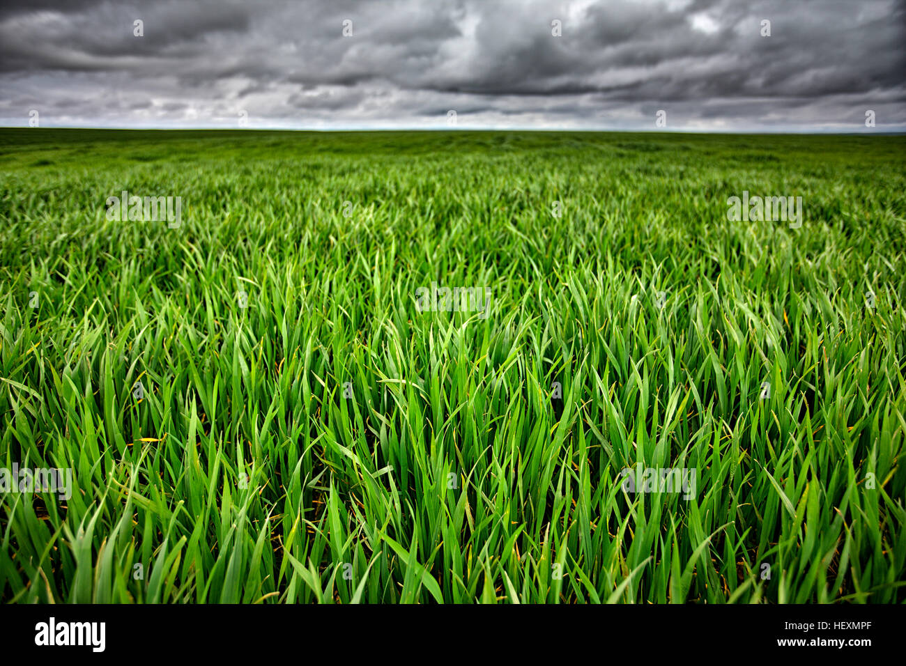 Spanien, Provinz Zamora, Ernte Feld und stürmischen Himmel Stockfoto