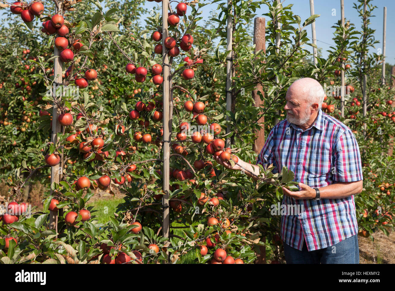 Senior woman Prüfung Früchte auf einem Apfel-Plantage Stockfoto