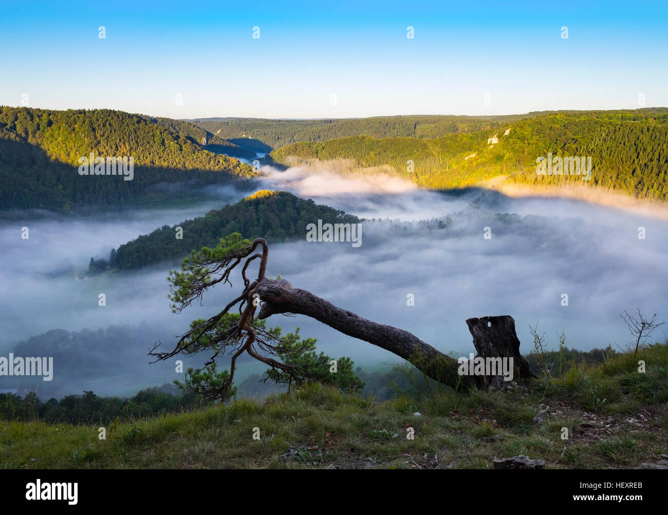 Deutschland, Baden-Württemberg, Pine Baum und Morgen Nebel über Donau in der Nähe von Beuron Stockfoto
