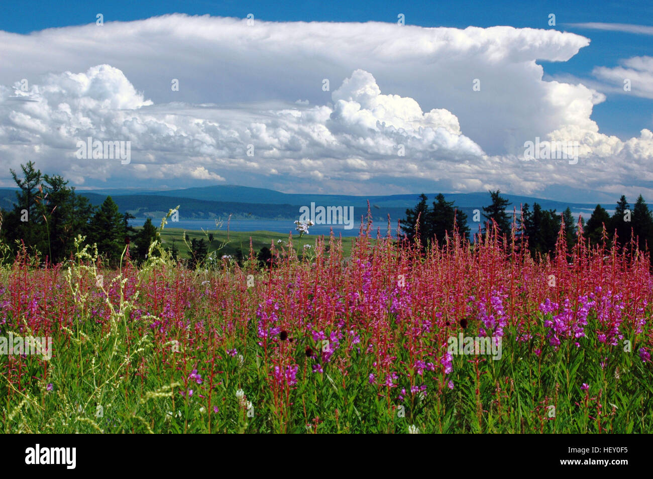 Sommerblumen und Gewitterwolken in der Nähe von See Khövsgöl, Mongolei Stockfoto