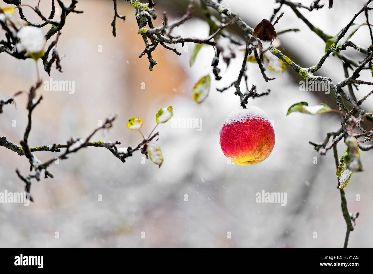 Roter Apfel in einem Baum bei Schneefall im Winter Stockfoto