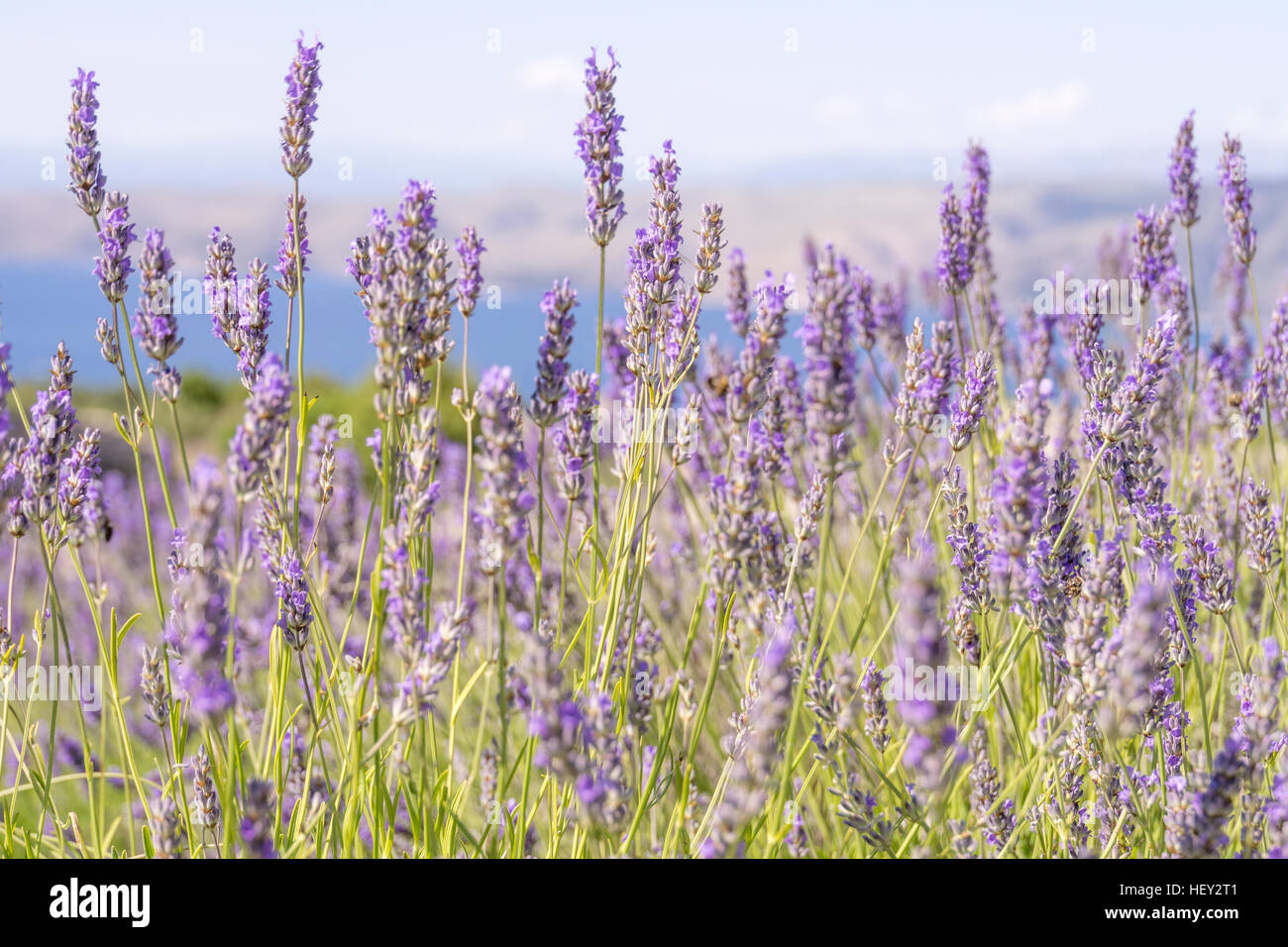Schließen Sie herauf Bild von Lavendel, die traditionell auf Terrassen auf der Insel Hvar in Kroatien angebaut wird. Stockfoto
