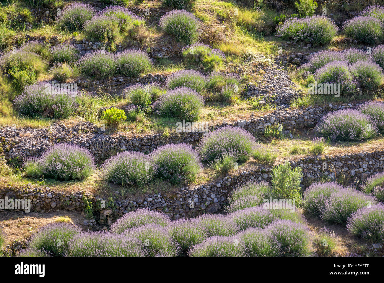 Schöne Terrassenfelder Lavendel Pflanzen weichen Nachmittag leichte wie auf der alten Straße auf der Insel Hvar, Kroatien zu sehen. Stockfoto