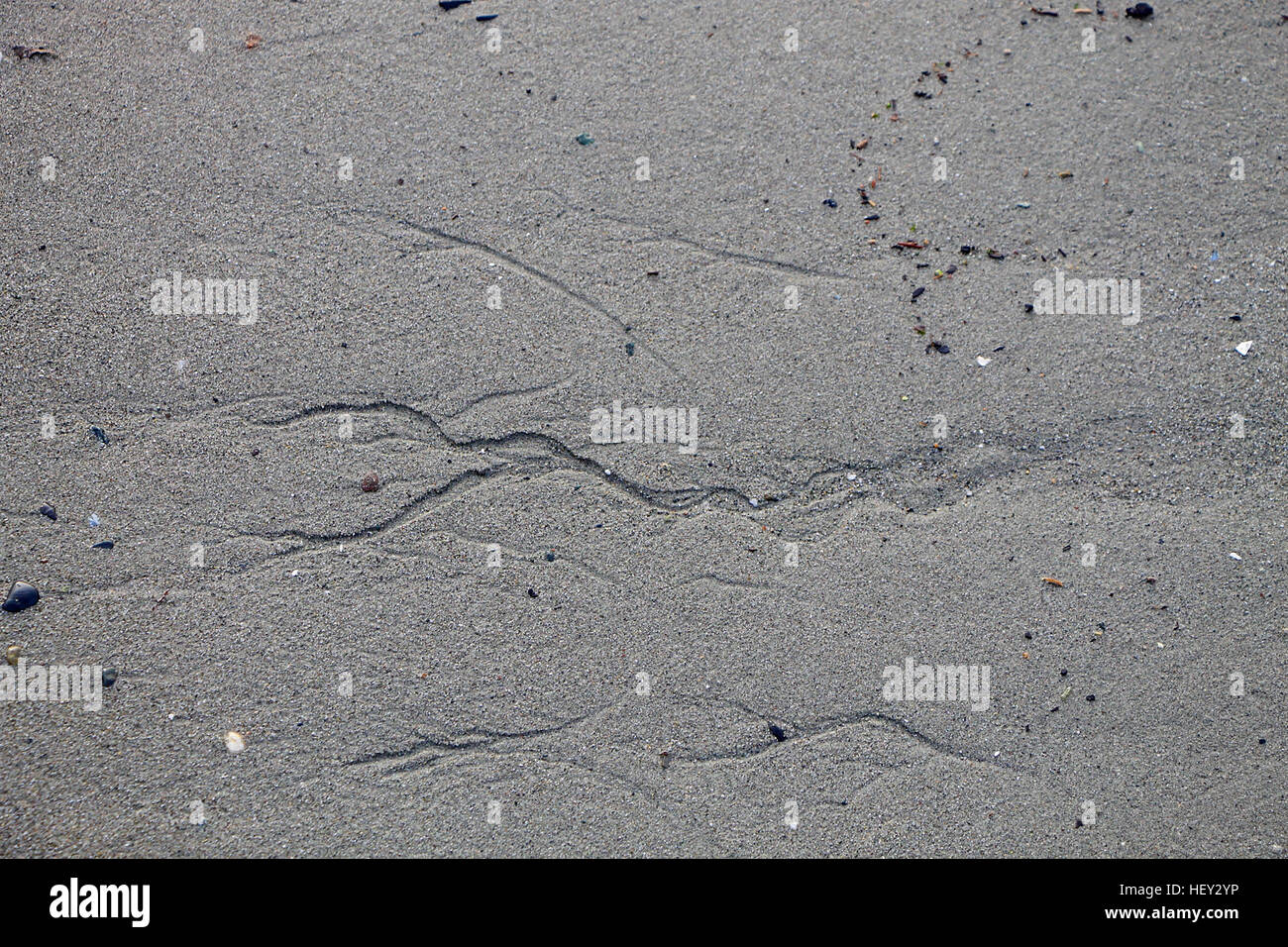 Bach-Impressionen in den Sand in den Puget Sound. Stockfoto