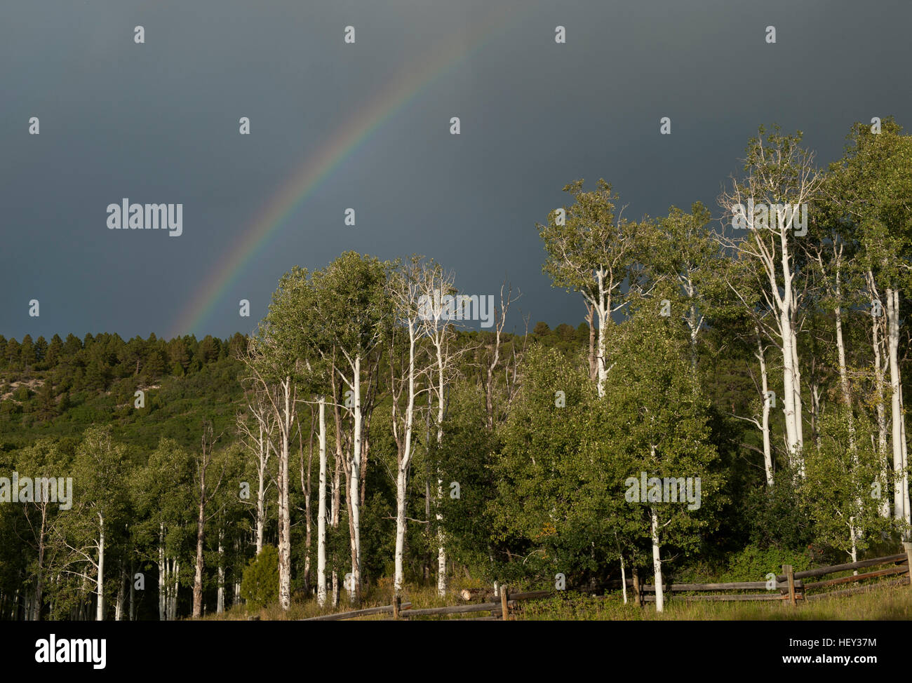 Ein Regenbogen über Aspen Bäume auf Colorados Ritzel Mesa Stockfoto