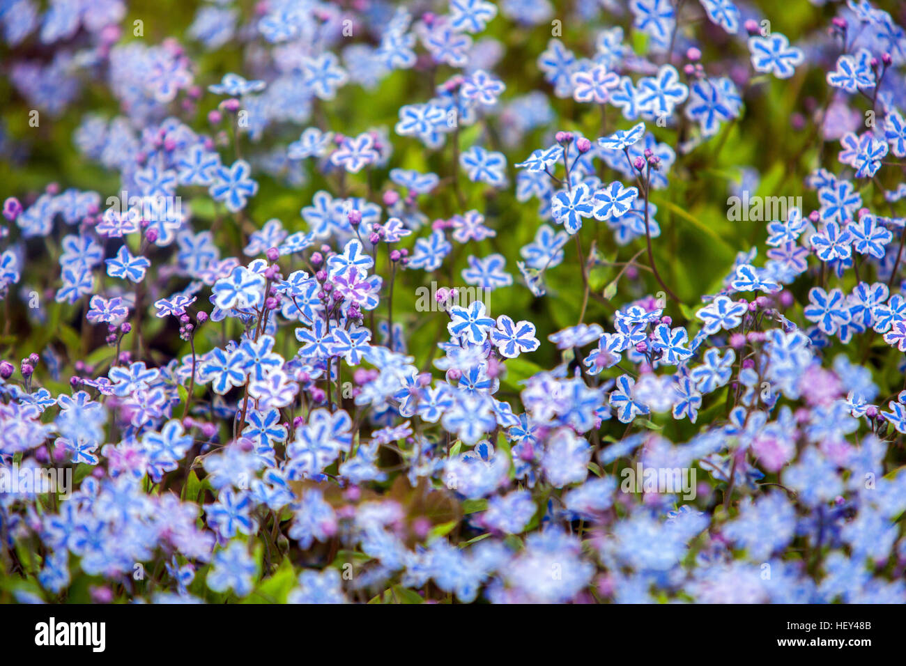 Omphalodes Cappadocica 'Starry Eyes' als kappadokischen Navelwort in voller Blüte kennen Stockfoto