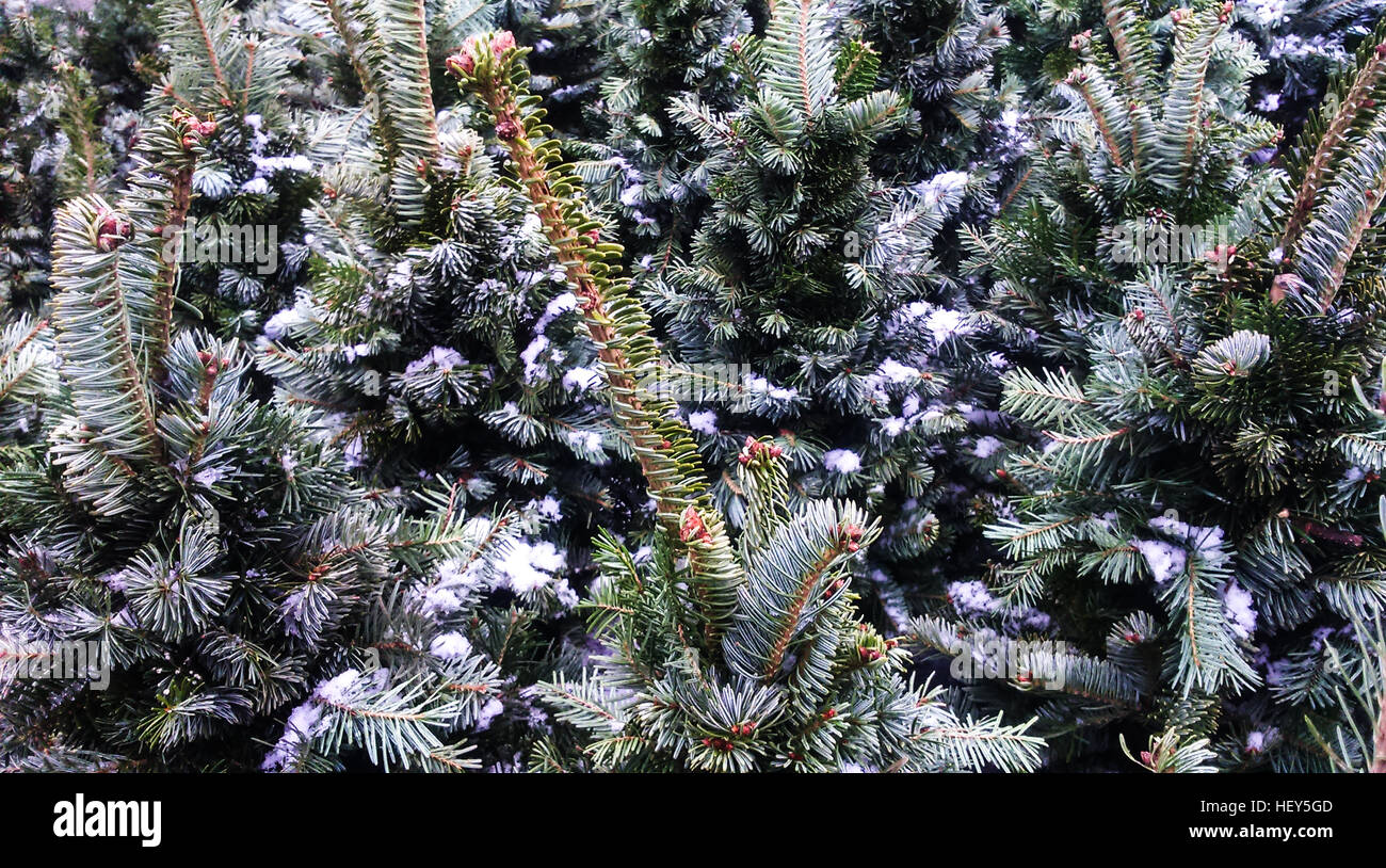 Tannen mit schnee bedeckt -Fotos und -Bildmaterial in hoher Auflösung ... Tannen mit schnee bedeckt -Fotos und -Bildmaterial in hoher Auflösung ...