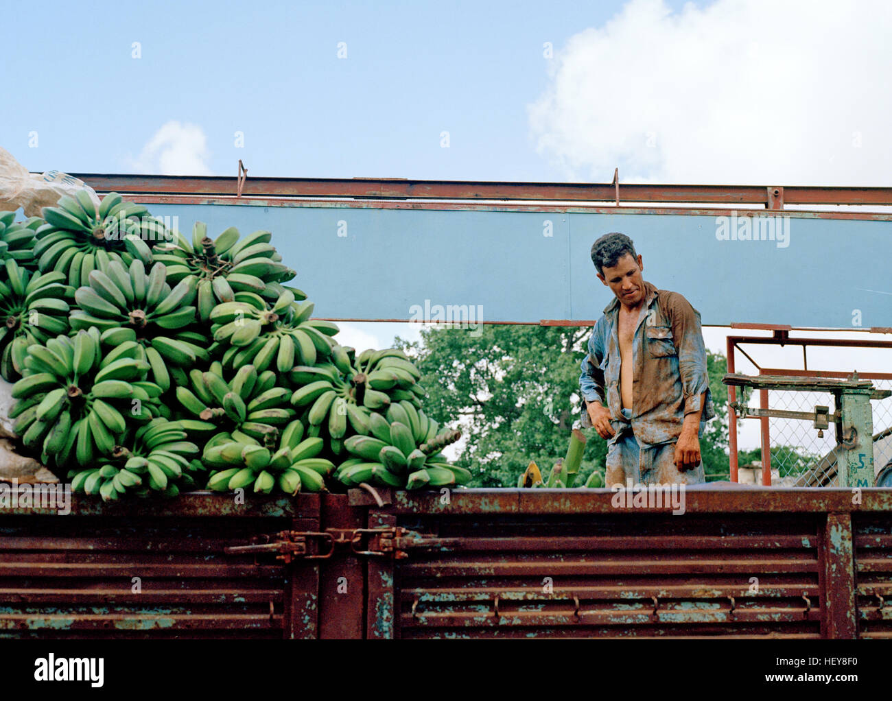 Banane Landwirt Holguin, Kuba Stockfoto