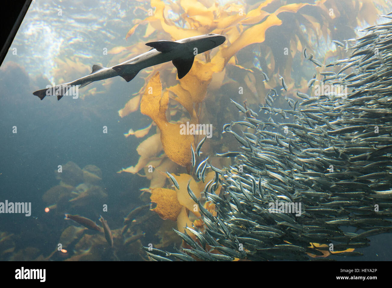 Monterey Bay Aquarium, Kalifornien, USA, Vereinigte Staaten von Amerika, Stockfoto