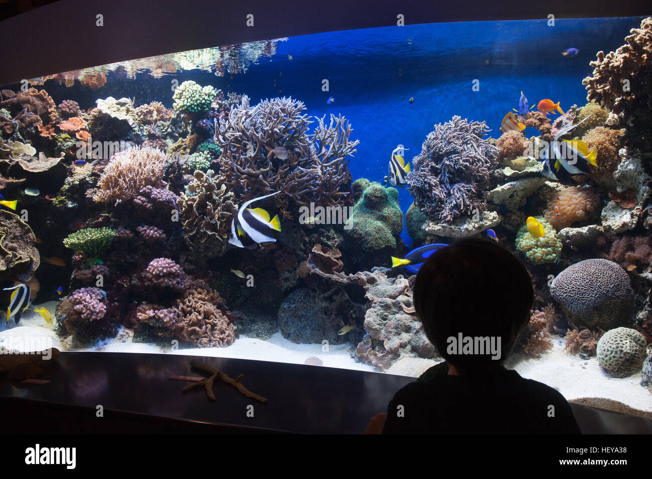 Monterey Bay Aquarium, Kalifornien, USA, Vereinigte Staaten von Amerika, Stockfoto