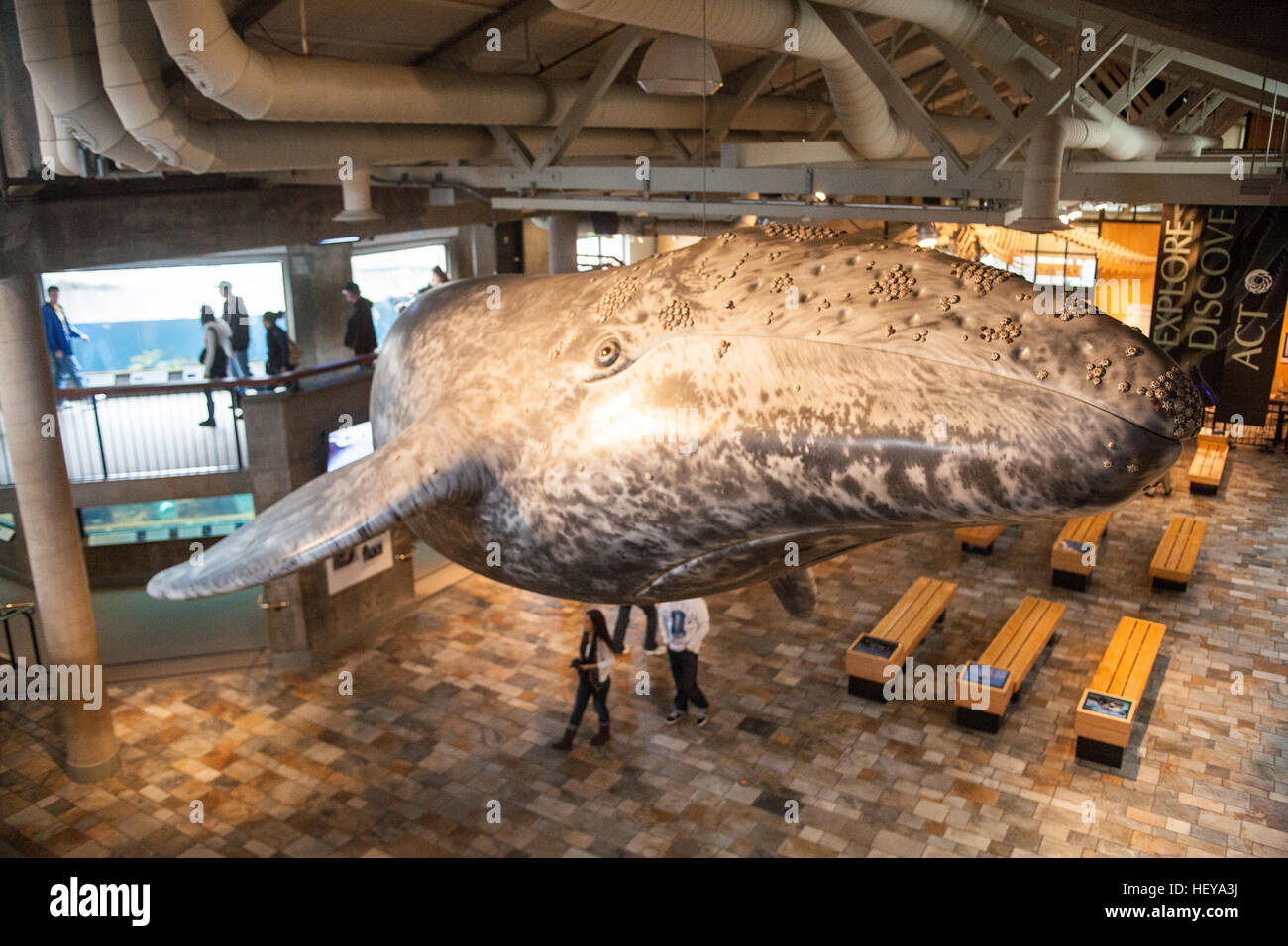 Monterey Bay Aquarium, Kalifornien, USA, Vereinigte Staaten von Amerika, Stockfoto
