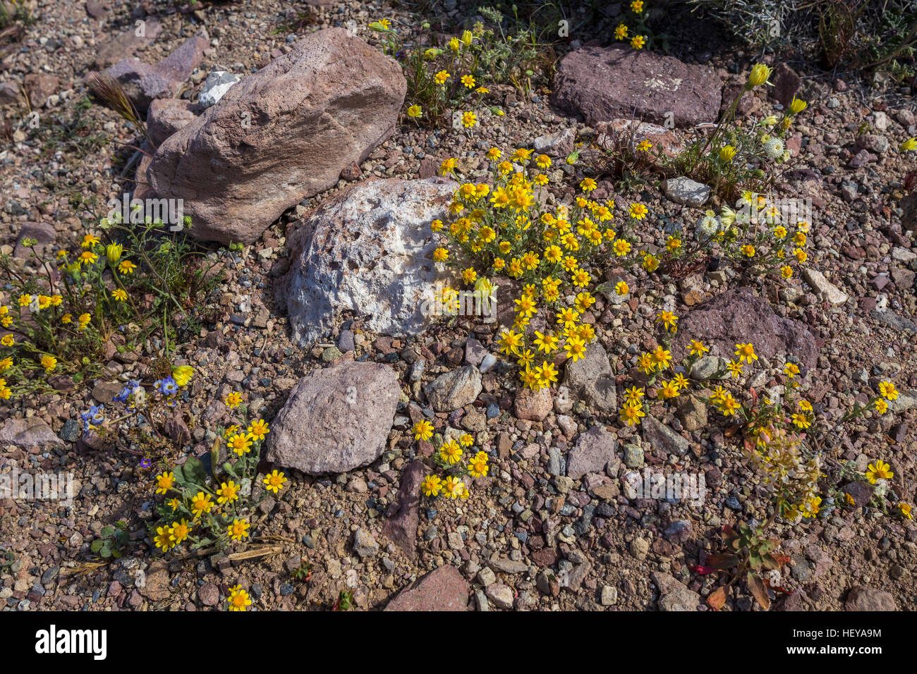 Teppich Blüte der Wüste gold Wildblumen, Dante's View, Death Valley National Park, Death Valley, Kalifornien Stockfoto