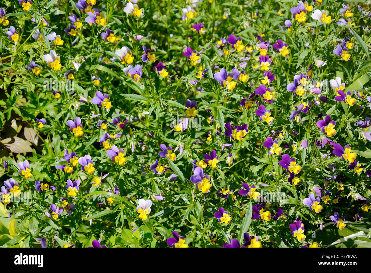 Viola Tricolor oder Stiefmütterchen im Blumenbeet im Garten Stockfoto