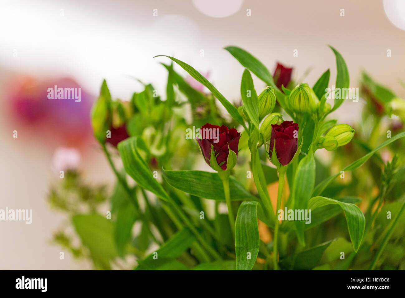 Tiefrote Rosen, Knospen und Blätter weiß, lila, rosa Bokeh Hintergrund Stockfoto