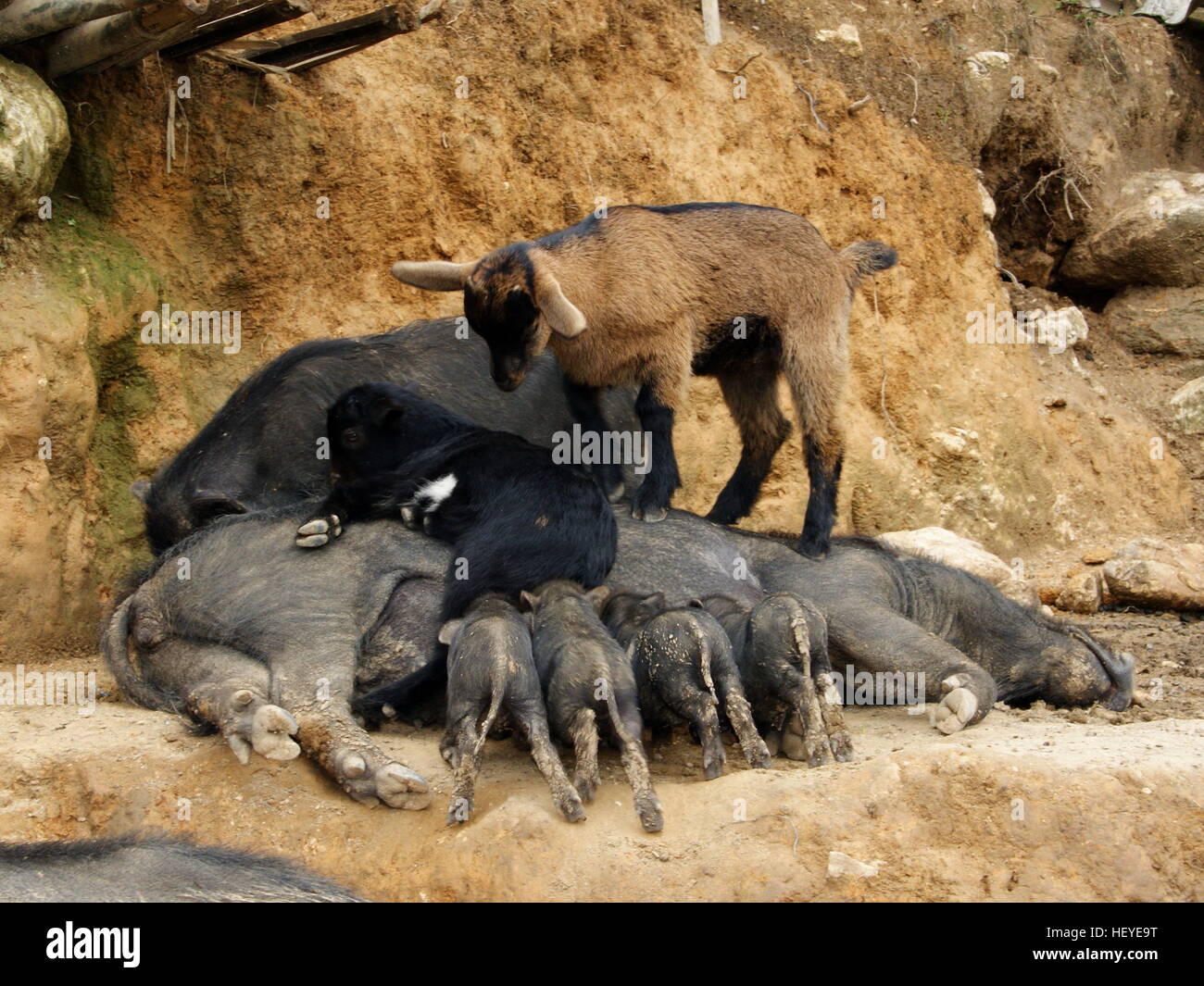 Tiere in der Rinderzucht. Momma Schweinemast Ferkel. Goatlings in die allgemeine Gesellschaft. Tiere in der Rinderzucht. Momma Schweinemast Ferkel. Stockfoto