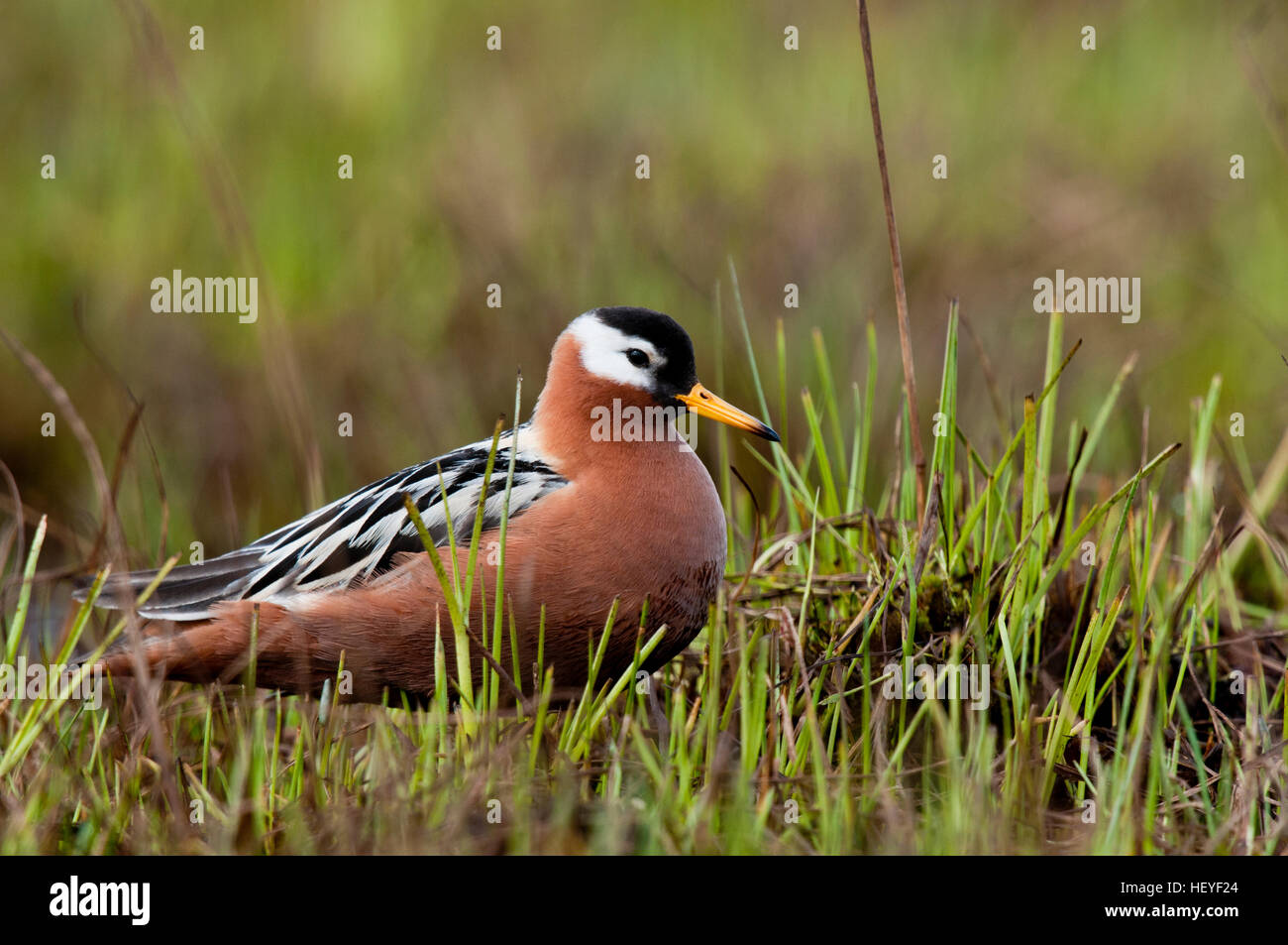 Weibliche rote Wassertreter (Phalaropus Fulicaria) auf Tundra in der Nähe von Barrow, Alaska Stockfoto