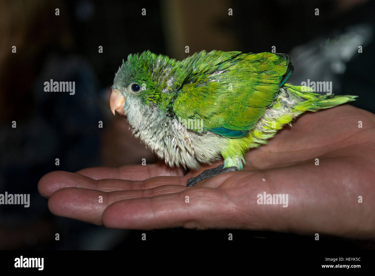 Papagei Baby posiert auf der einen Seite und schaut in die Kamera Stockfoto