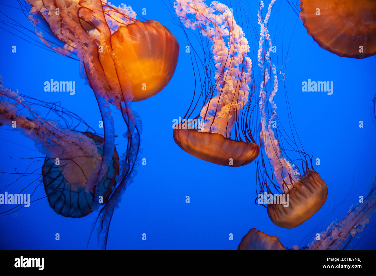 Monterey Bay Aquarium, Kalifornien, USA, Vereinigte Staaten von Amerika, Stockfoto