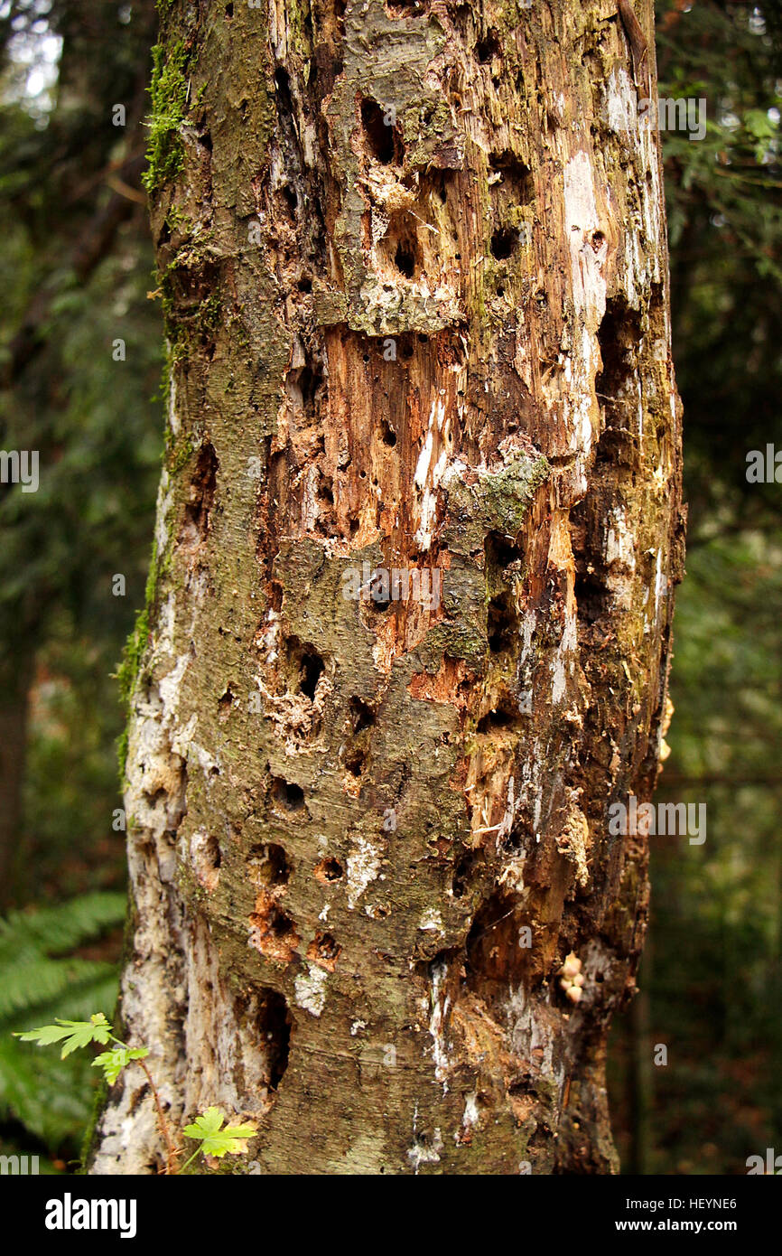 Nahaufnahme der Baumstamm mit Löchern von Tieren oder Insekten. Stockfoto