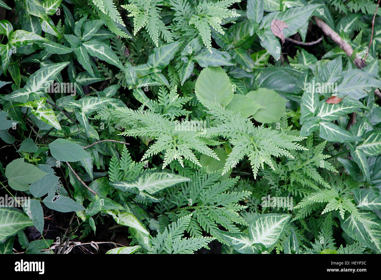 Farn mag dreieckigen Design der Blätter. Stockfoto