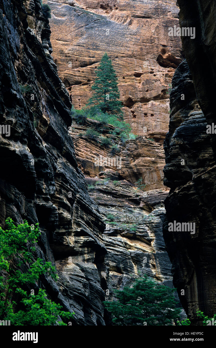 Zion Nationalpark Felswände mit immergrüner Baum auf der Klippe entlang Flussbett in einem Slot Canyon südlichen Utah State University USA Stockfoto