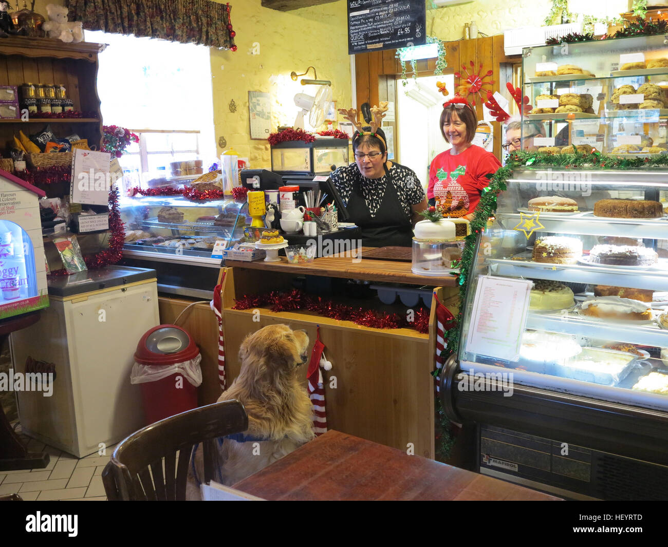 Golden Retriever Hund an der Theke warten in einem Hund freundlich Cafe serviert werden. Stockfoto