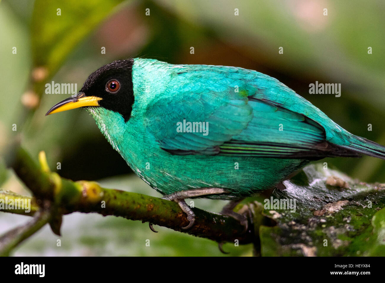 Grüne Kleidervogel (männlich) - Laguna del Lagarto Lodge, Boca Tapada, San Carlos, Costa Rica Stockfoto