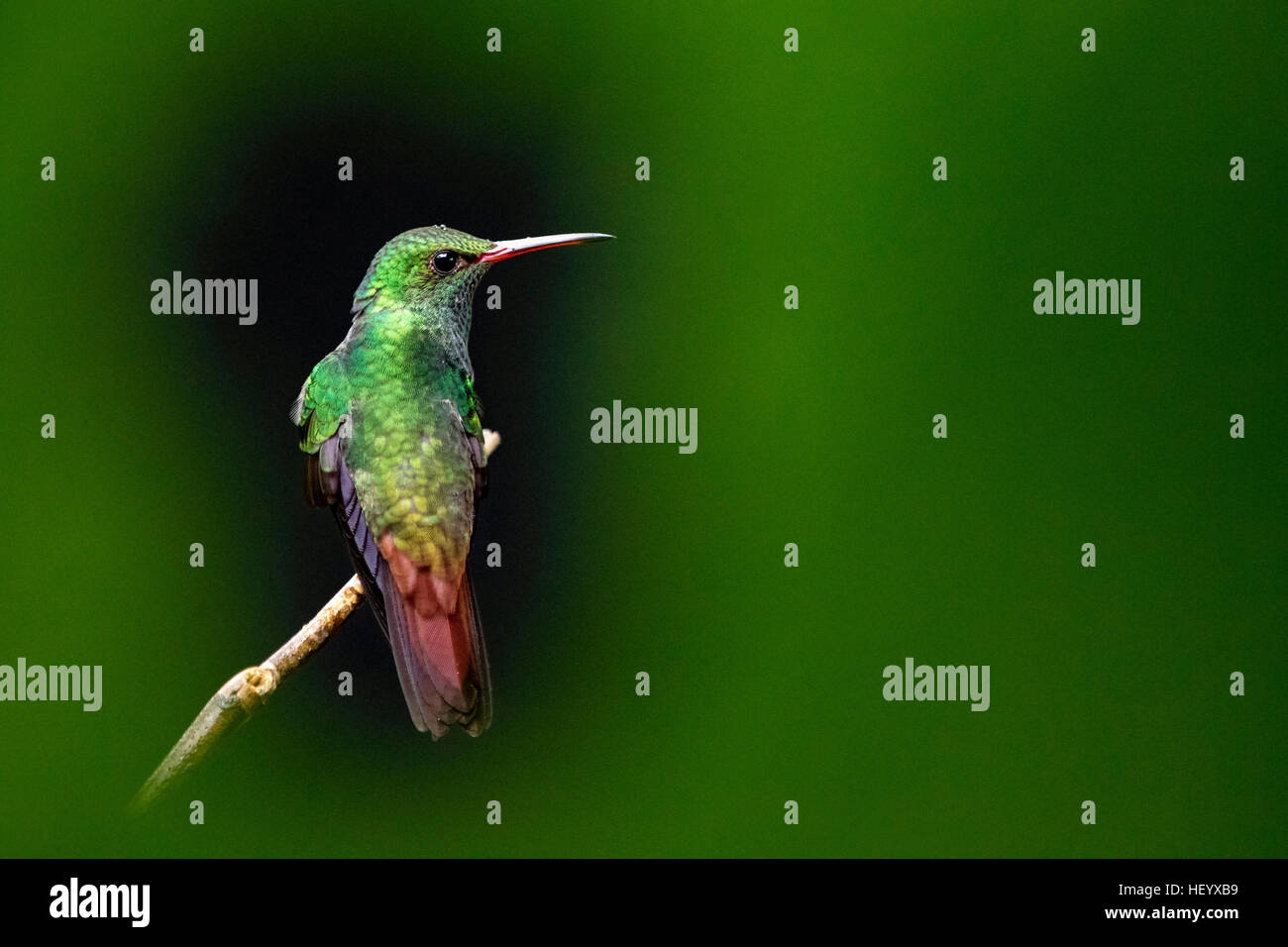 Rufoustailed Kolibri (Amazilia Tzacatl) Boca Tapada, San Carlos