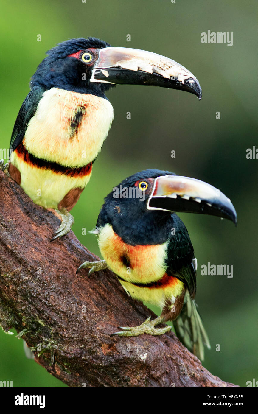 Collared Aracari - La Laguna del Lagarto Lodge - Boca Tapada, San Carlos, Costa Rica [zusammengesetztes Bild für verbesserte DOF] Stockfoto