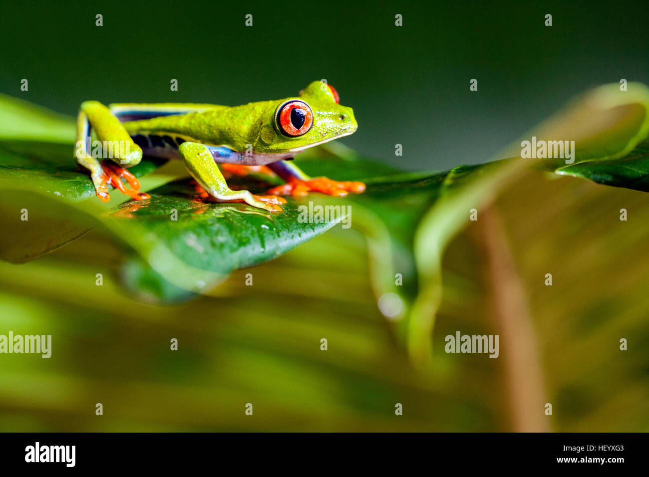Rotäugigen Baumfrosch - La Laguna del Lagarto Lodge - Boca Tapada, San Carlos, Costa Rica [kontrollierte Probe] Stockfoto