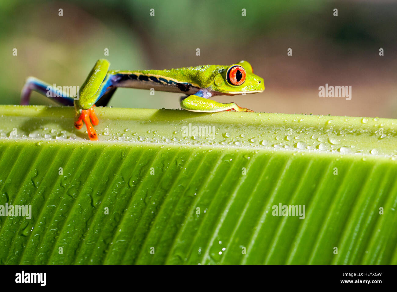 Rotäugigen Baumfrosch - La Laguna del Lagarto Lodge - Boca Tapada, San Carlos, Costa Rica [kontrollierte Probe] Stockfoto