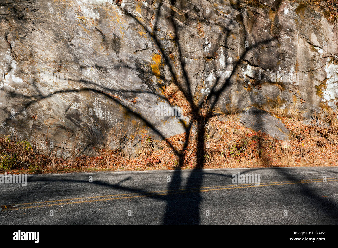 Baum Schatten auf Felsen Wand - Pisgah National Forest - Brevard, North Carolina, USA Stockfoto
