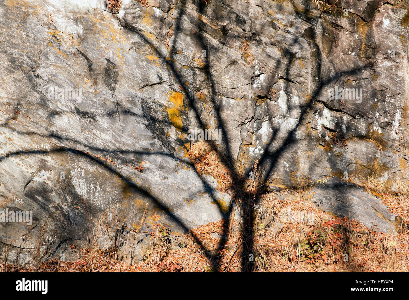 Baum Schatten auf Felsen Wand - Pisgah National Forest - Brevard, North Carolina, USA Stockfoto