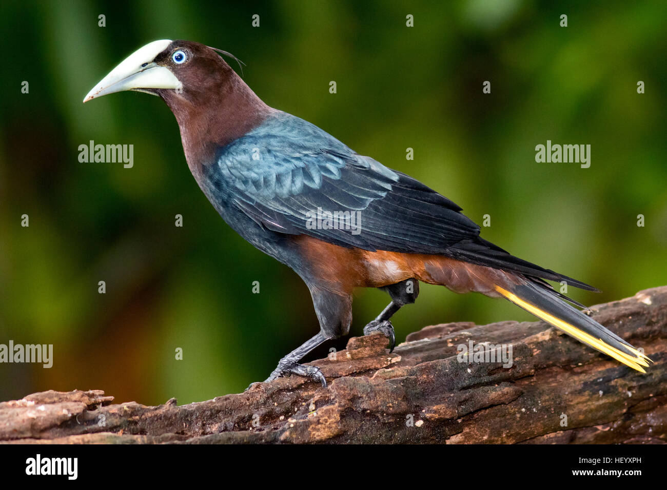 Chestnut-headed oropendola (Psarocolius wagleri) Männlich - Boca Tapada, San Carlos, Costa Rica Stockfoto