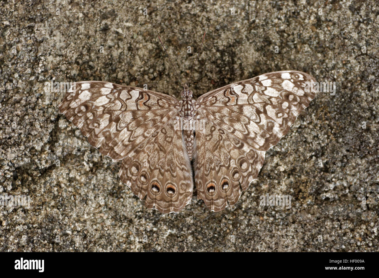 Kreative camouflage Herausforderung Stockfoto