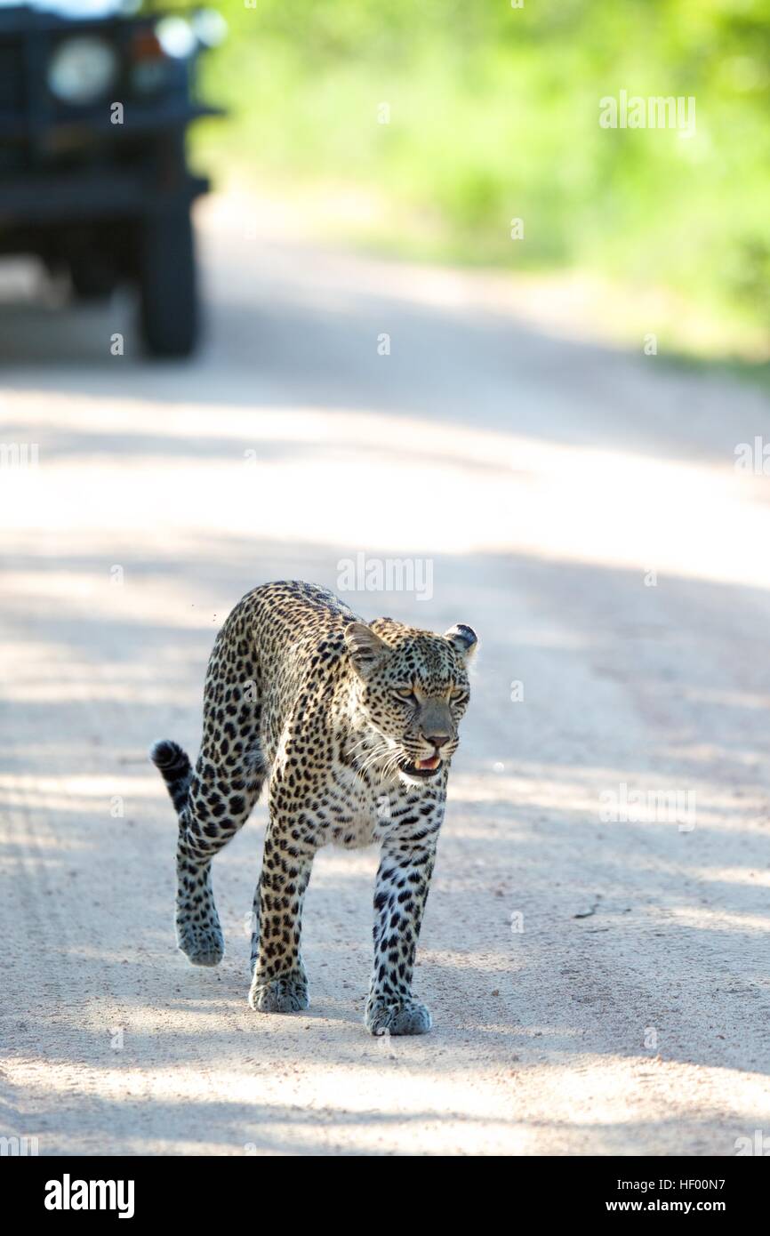Krüger Nationalpark Safari Wildlife weibliche Leopardenmutter Stockfoto