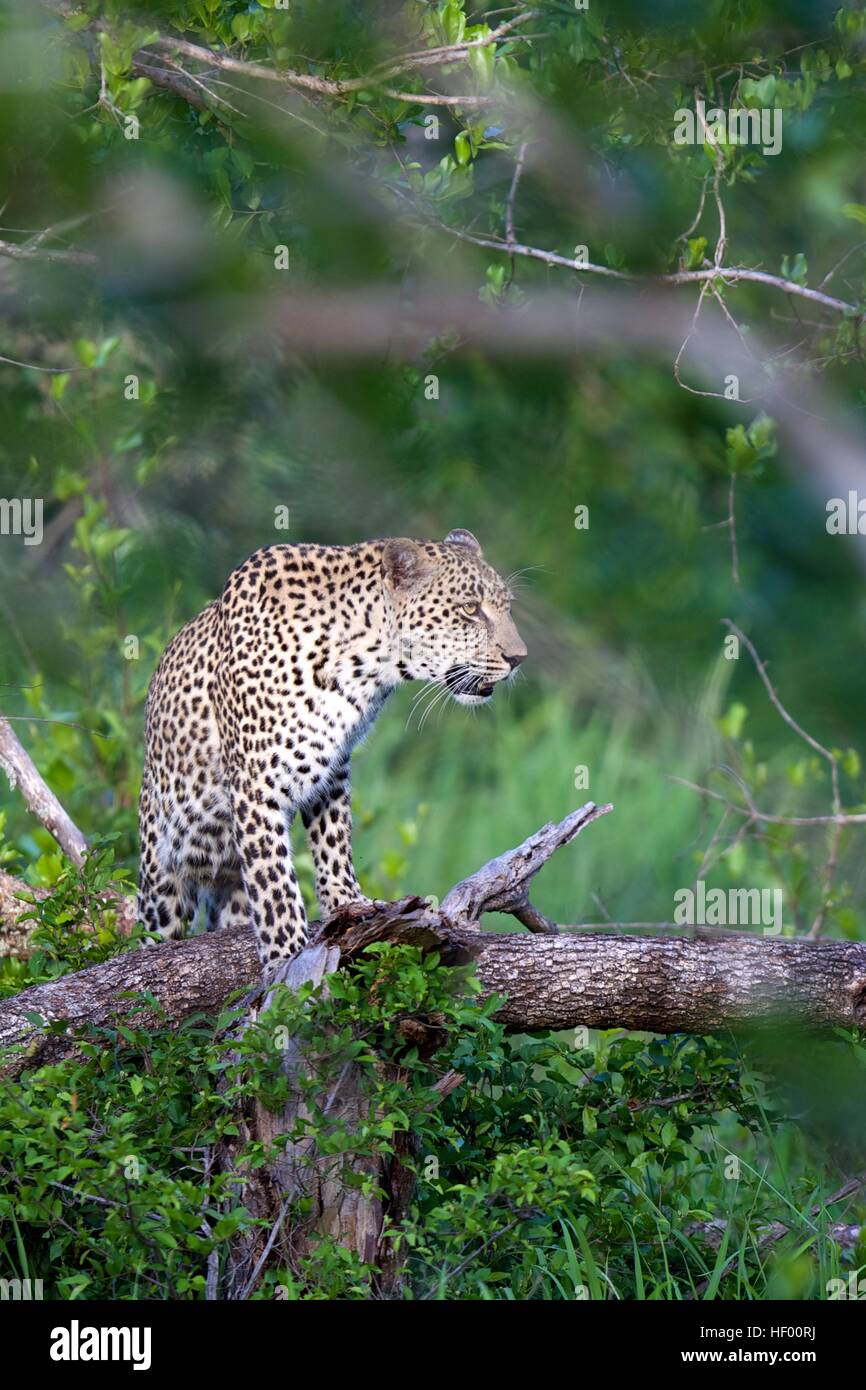 Krüger Nationalpark Safari Wildlife weibliche Leopardenmutter Stockfoto