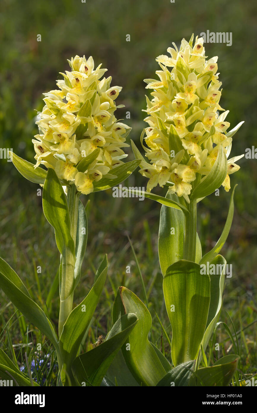 Holunder-blühende Orchidee (Dactylorhiza Sambucina), Veneto, Italien Stockfoto