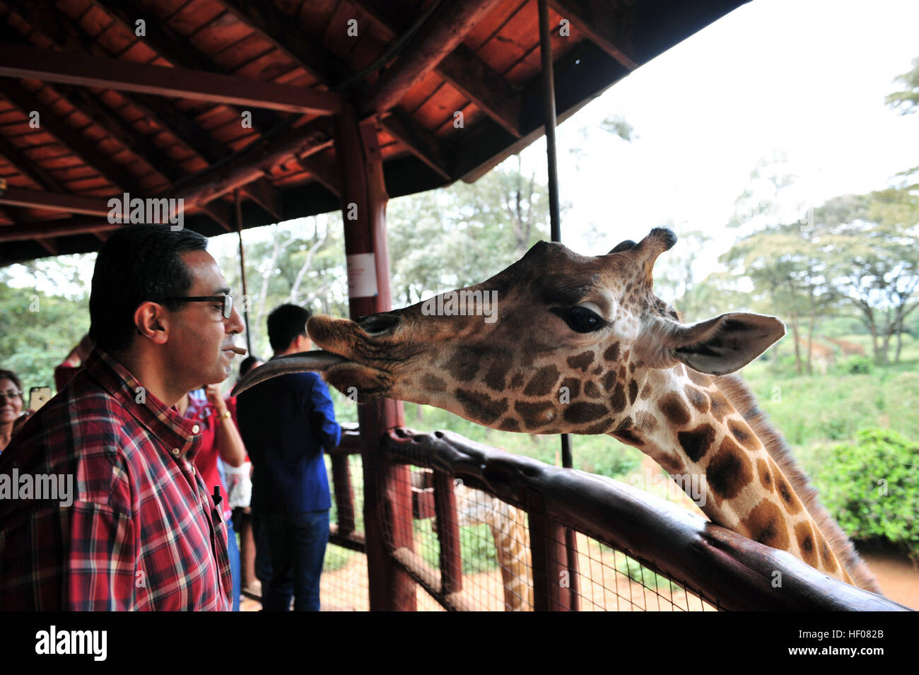 Nairobi, Kenia. 25. Dezember 2016. Ein Tourist speist eine Giraffe im Giraffe Center in Nairobi, der Hauptstadt Kenias, 25. Dezember 2016. Giraffen Center, gegründet 1979, ist Teil einer Bewegung, die versucht, Giraffen, mit einige Giraffen Arten derzeit in Gefahr zu retten. © Li Baishun/Xinhua/Alamy Live-Nachrichten Stockfoto