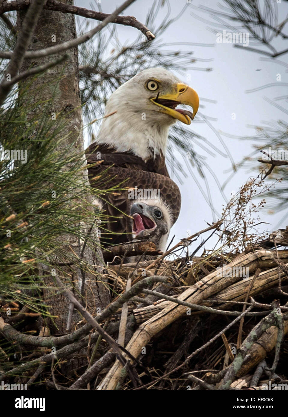 27. Dezember 2016 kümmert sich um Jungvögel im Nest südlich von Lake Okeechobee in der Nähe von 27 US - South Bay, Florida, USA - A Weißkopf-Seeadler. Palm Beach County hat soviele 22 aktive Adlerhorste nach ein Adler Nest-Locator-Web-Site von der Florida Fish and Wildlife Conservation Commission. Weißkopf-Seeadler sind ein gelungenes Beispiel, das Schutz unter den Endangered Species Act arbeitet. Weißkopf-Seeadler wurden aus der Liste bedrohter Arten im August 2007 entfernt, weil ihre Bevölkerung ausreichend erholt. Mit mehr als 1.400 Brutpaare hat eines der größten Bevölkerung der Weißkopf-Seeadler Florida in den Vereinigten Stockfoto