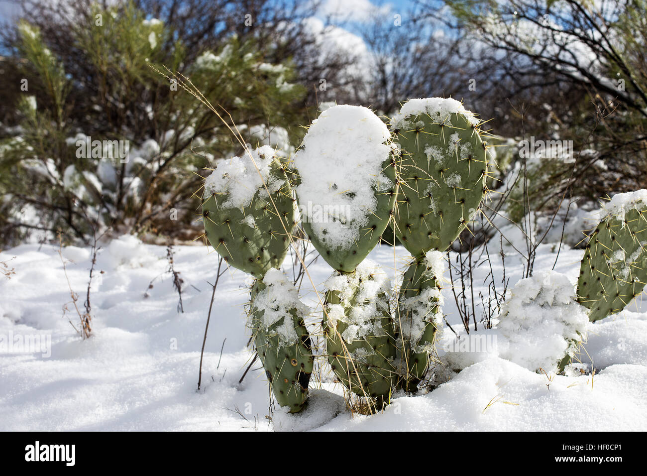 Schnee auf einem Kaktus in der Wüste von Arizona nach einem kalten Wintersturm brachte kalte Temperaturen in die Sonora-Wüste in Oracle Stockfoto