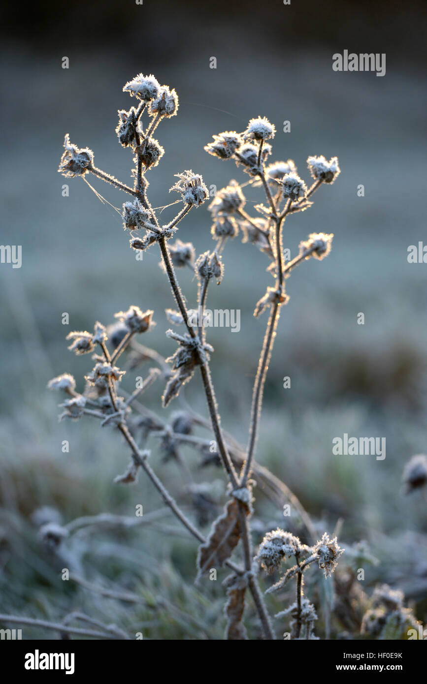 Frost bedeckt Pflanzen in Mitte minter Stockfoto