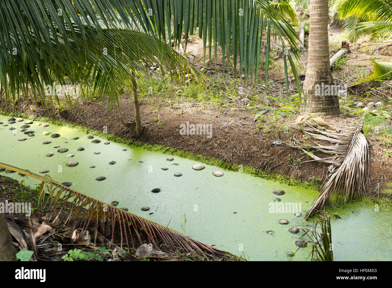 Grüne Algen schwimmt auf der Oberfläche eines Bewässerungskanals in einer Kokosnuss-Anbaufläche in der Nähe von Bangkok, Thailand Stockfoto