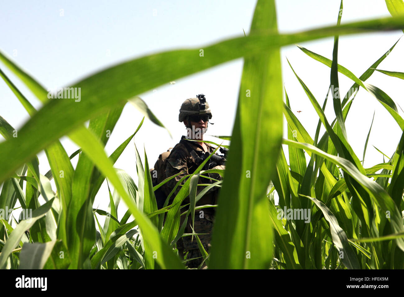 Seaman Christian Adkins, Corpsman, Alpha Company, 1. Bataillon, 7. Marines, Regimental Combat Team 6, scannt die Umgebung während der Operation Gospand-Sia im Bezirk Sangin Tal 11. Juli 2012. Die afghanisch-geführten Operation war geplant für 48 Stunden, aber ANSF mehrere Sprengsätze und ein Waffenlager zerstört und alle ihre Ziele in weniger als 16 Stunden gelöscht. Adkins ist aus Athen, Texas. Flickr - DVIDSHUB - Afghanen übernehmen Führung im Betrieb Gospand-Sia (Bild 5 von 6) Stockfoto